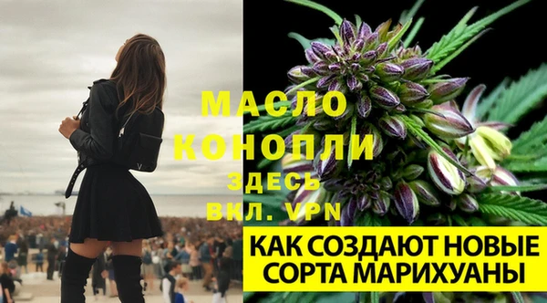 крисы Новодвинск